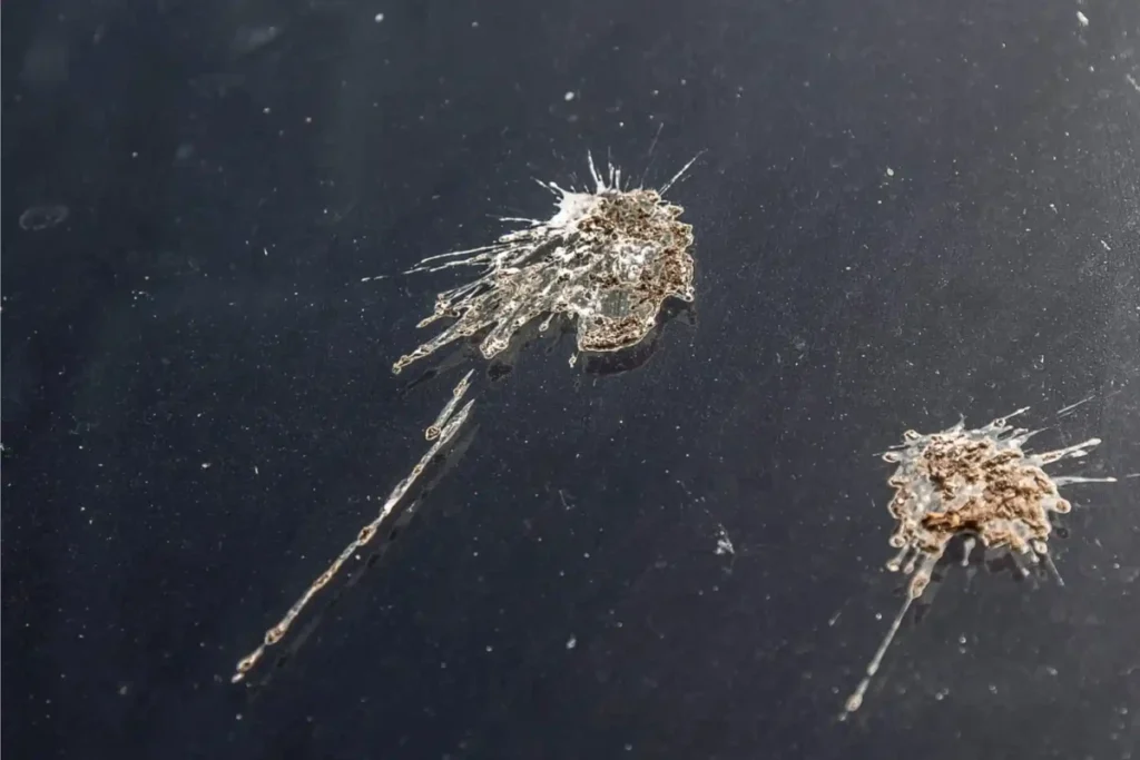 bird-poop-meaning-in-different-cultures