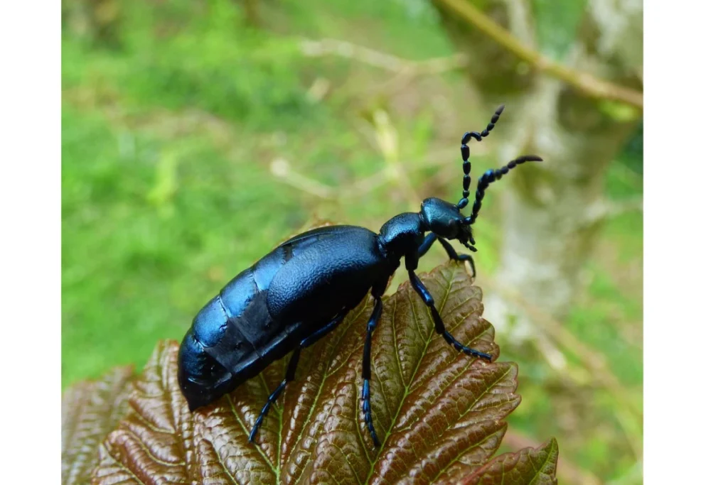 black-beetle-power-animal