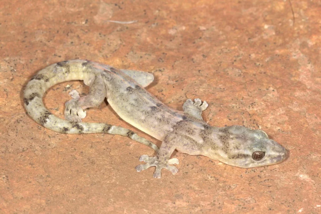 gecko-color-meanings-and-their-messages
