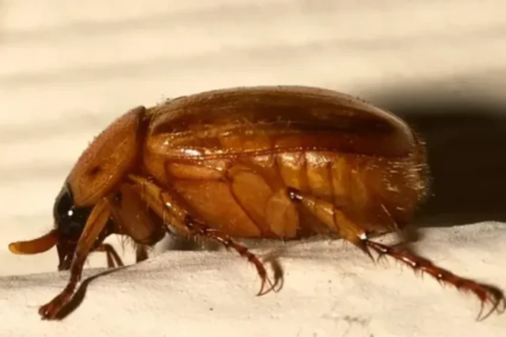 june-bug-as-a-spirit-animal-and-totem