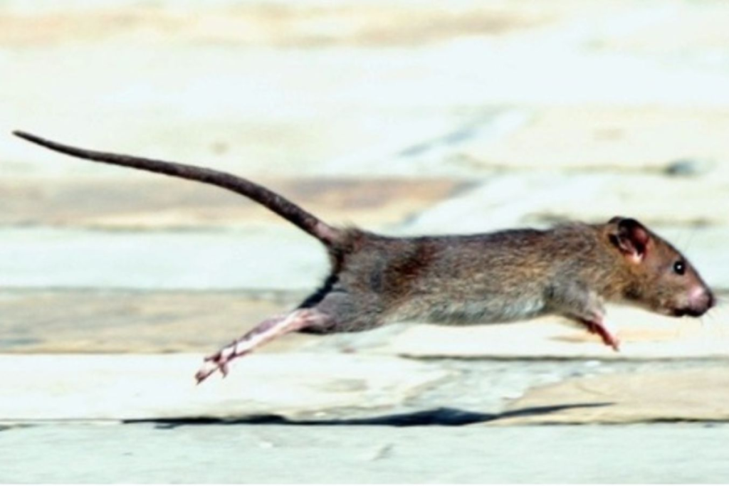 rat-crossing-scenarios-their-meanings