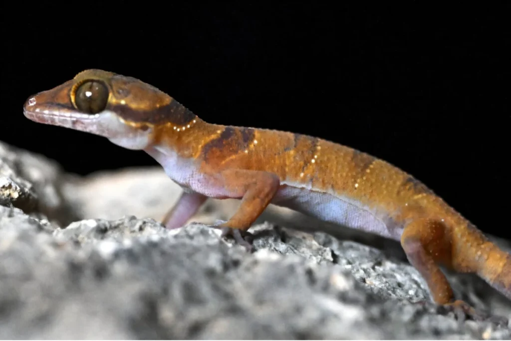 what-are-secret-gecko-messages