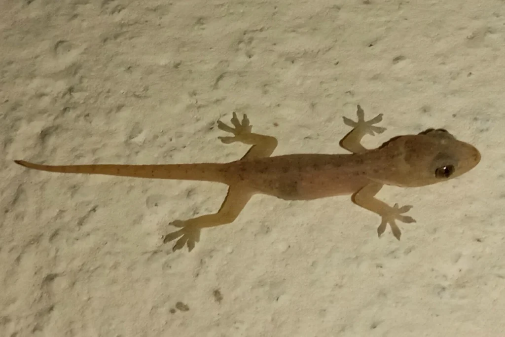 what-do-geckos-symbolize-across-cultures