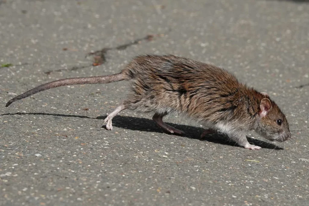 what-does-a-rat-crossing-your-path-mean-spiritually