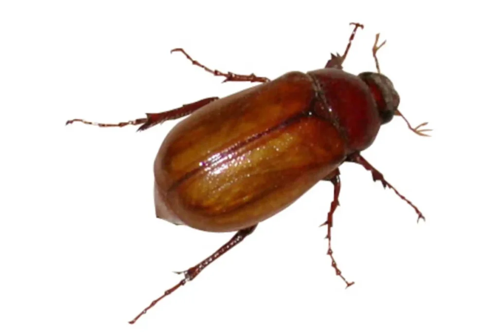 what-does-it-mean-when-a-june-bug-lands-on-you