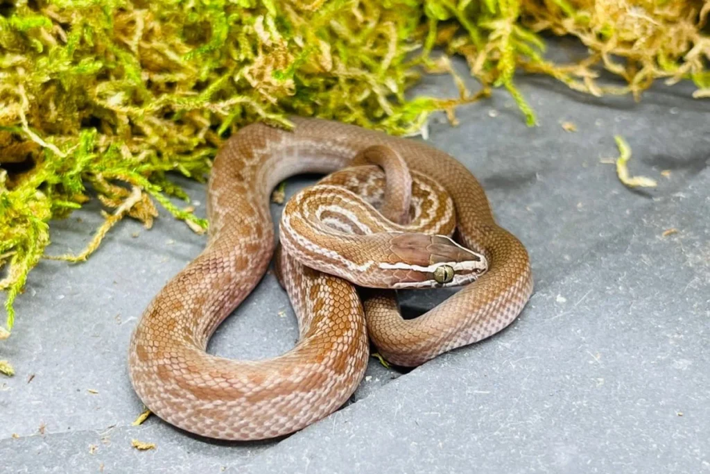 what-does-it-mean-when-a-snake-appears-at-your-door