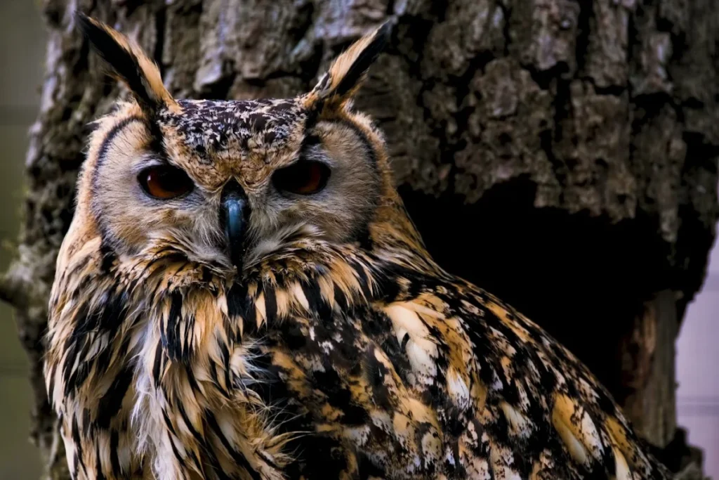 what-does-it-mean-when-an-owl-hoots-3-times