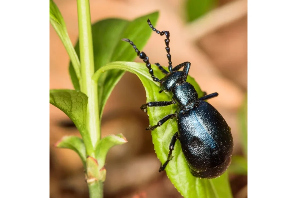 what-is-black-beetle-symbolism