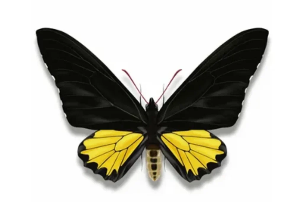 what-makes-yellow-black-butterflies-so-special