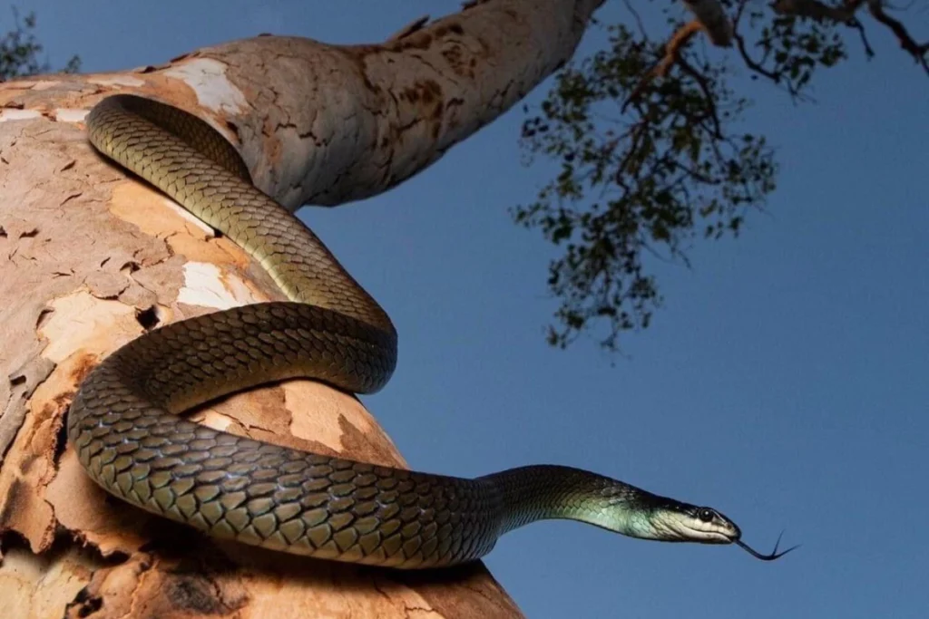 what-the-color-of-the-snake-at-your-door-means-spiritually