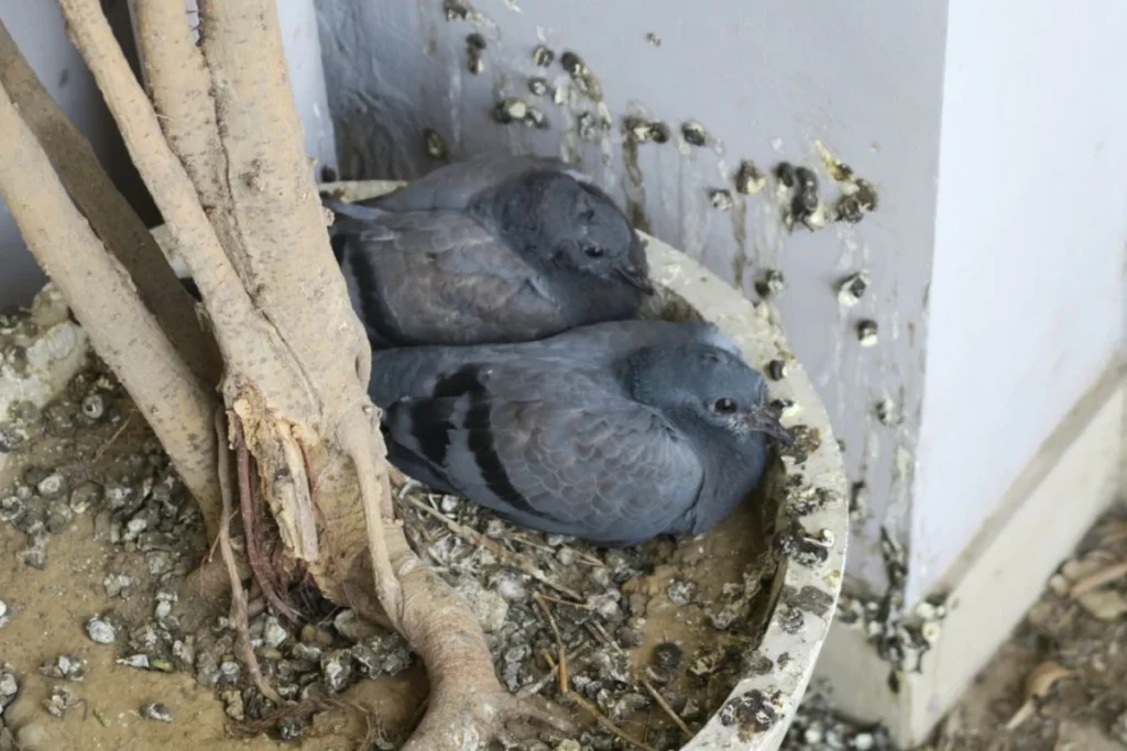 why-do-people-attach-meaning-to-bird-poop