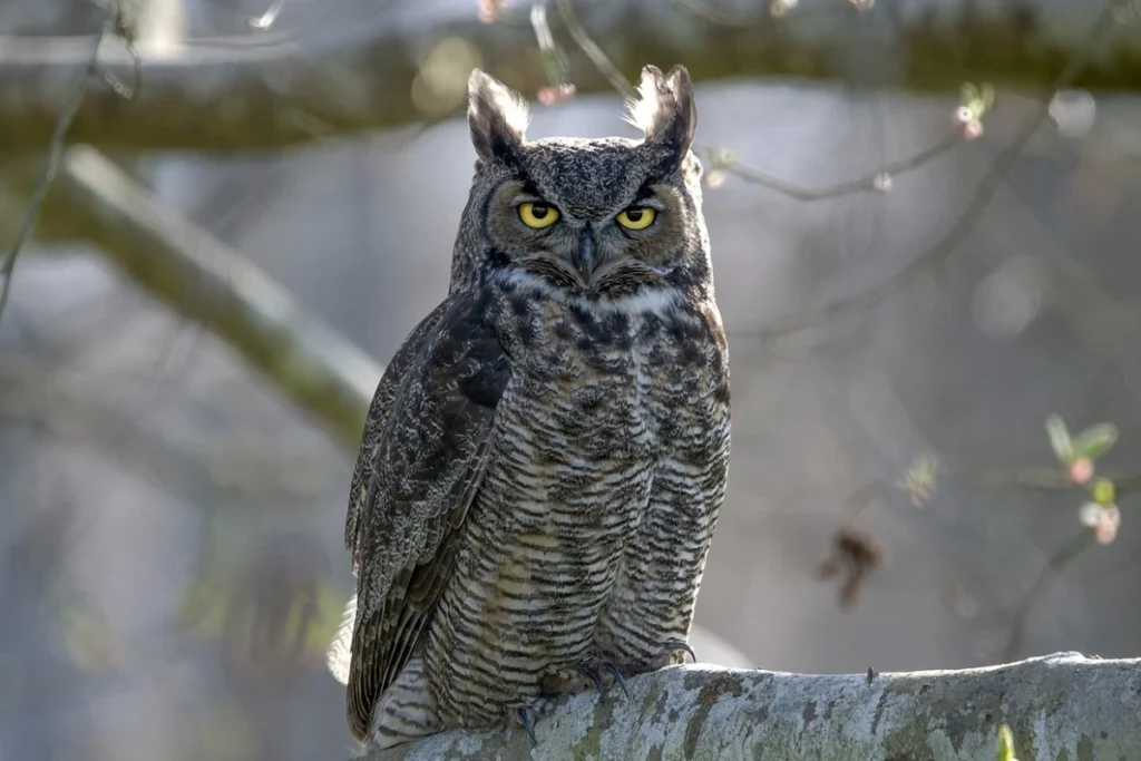 why-the-owls-hoot-carries-a-spiritual-message