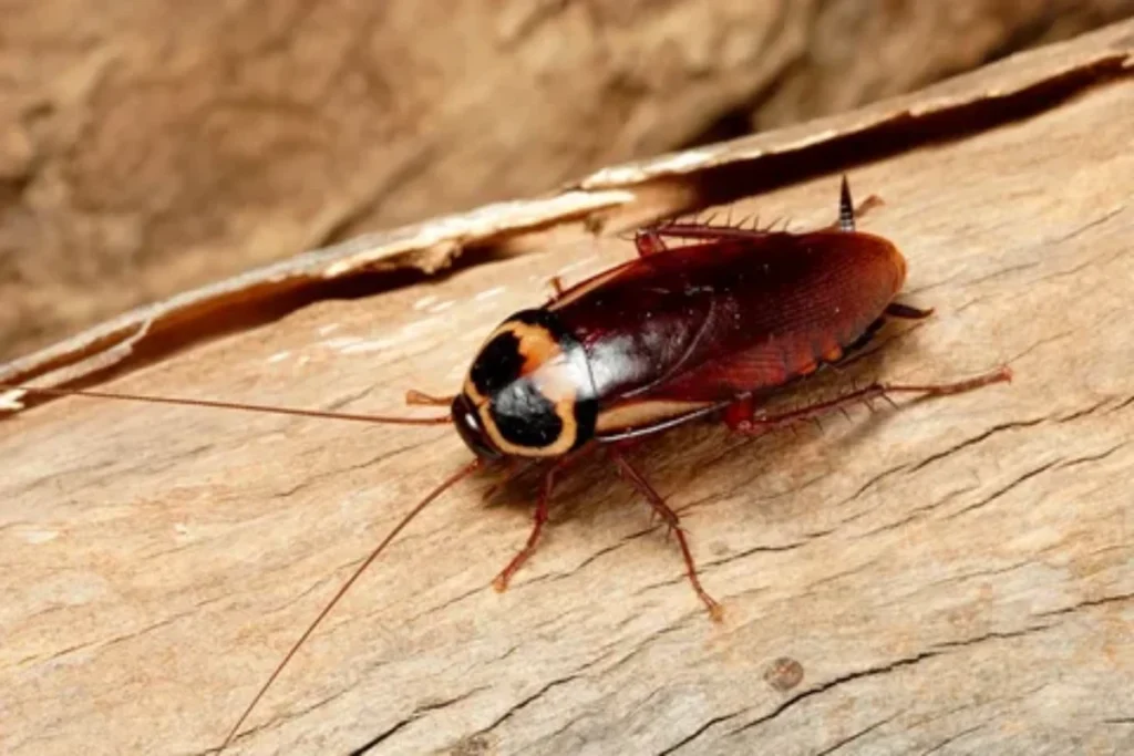 bible-says-about-cockroaches-symbolism