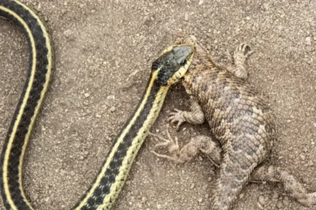 biblical-meaning-of-the-garter-snake