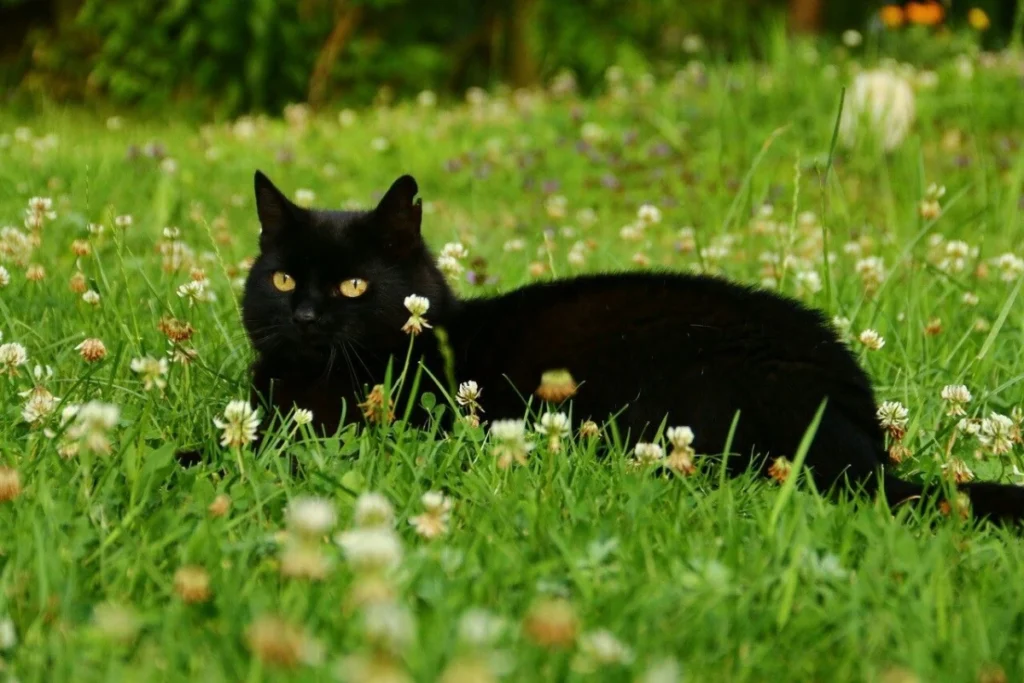 black-cat-spiritual-meaning-in-dreams