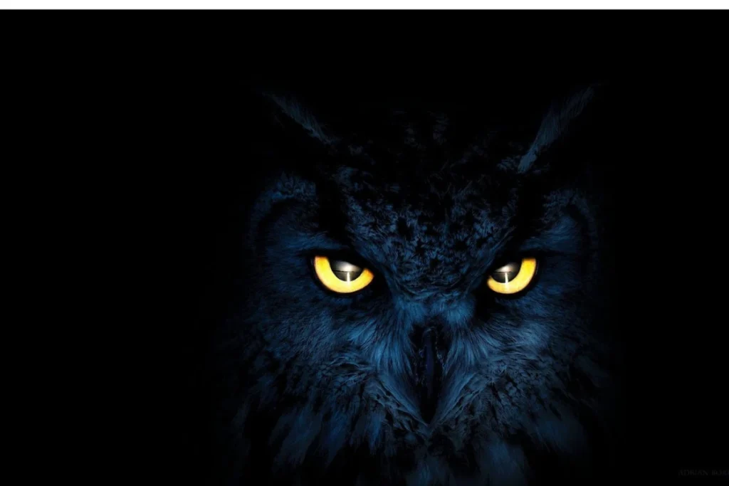 black-owl-spiritual-meaning-in-dreams