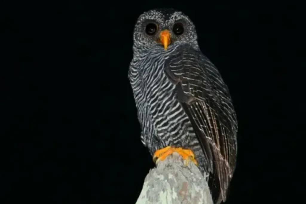 black-owl-symbolism-across-cultures
