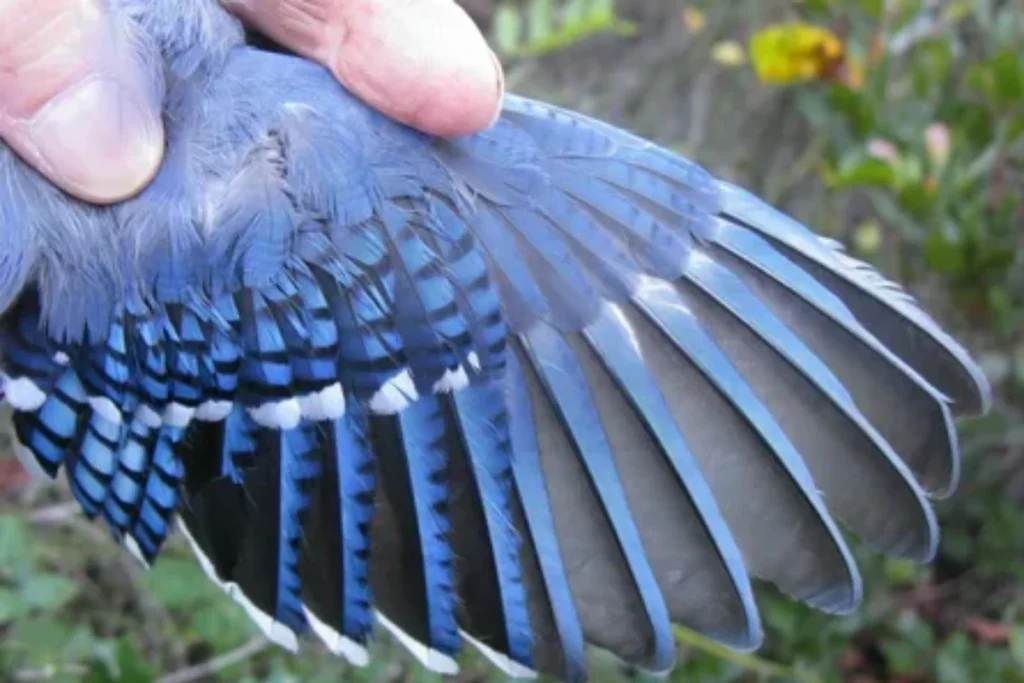 blue-jay-feather-color-meaning