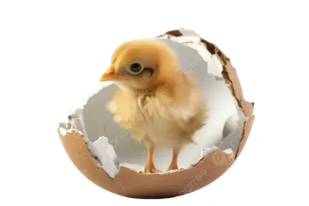 broken-bird-egg-meaning-by-location
