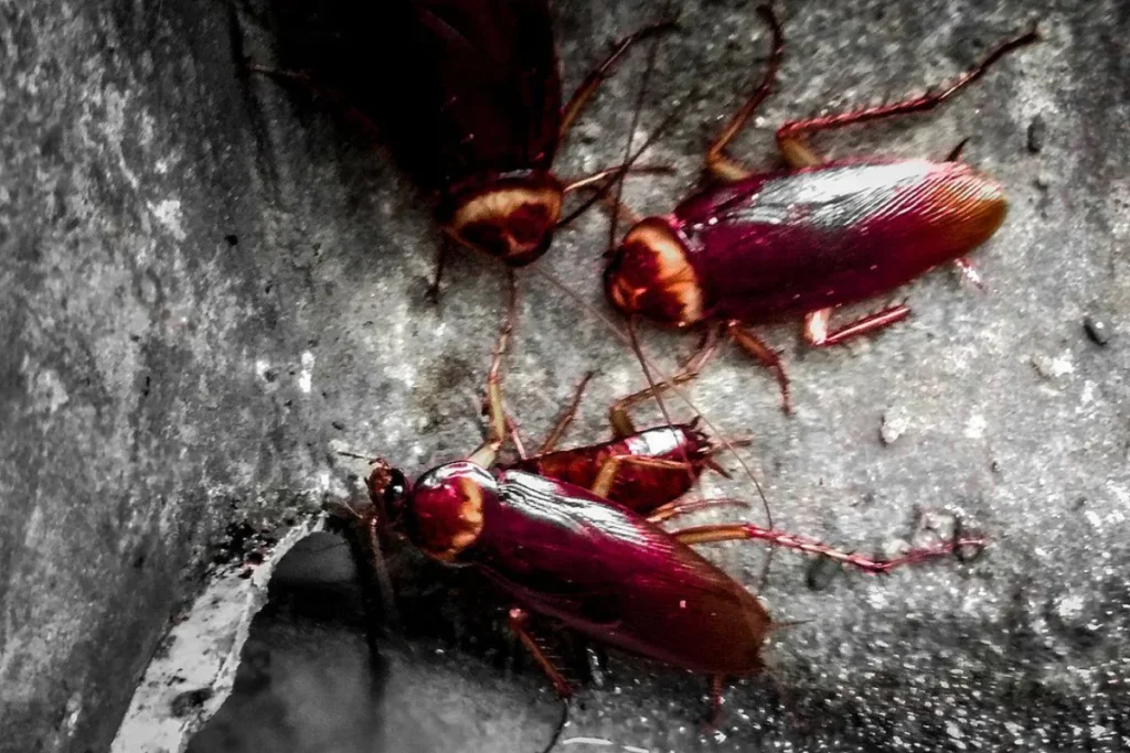 cockroach-spiritual-meaning