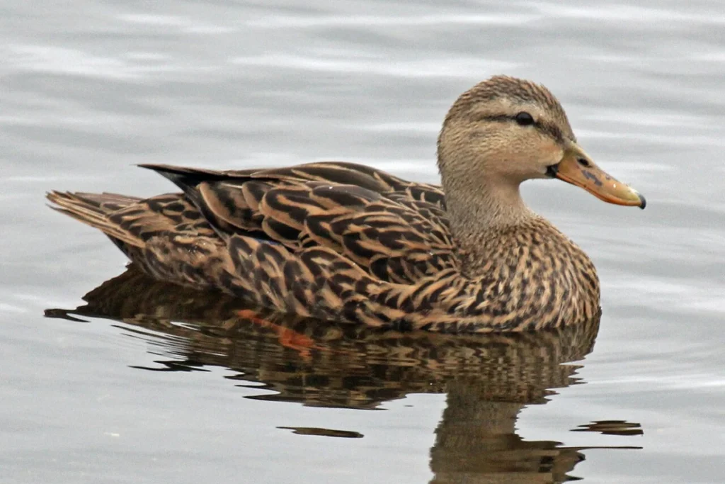 core-spiritual-meaning-of-a-duck