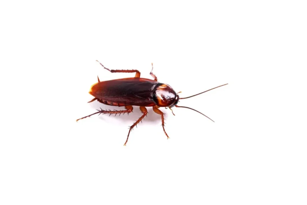core-spiritual-meaning-of-cockroaches