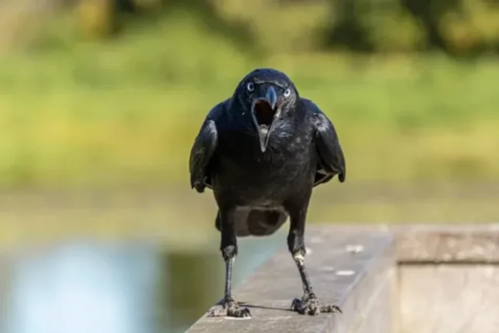 crows-cawing-in-the-morning-good-or-bad-omen