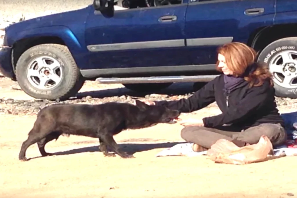 finding-a-lost-dog-in-different-spiritual-traditions