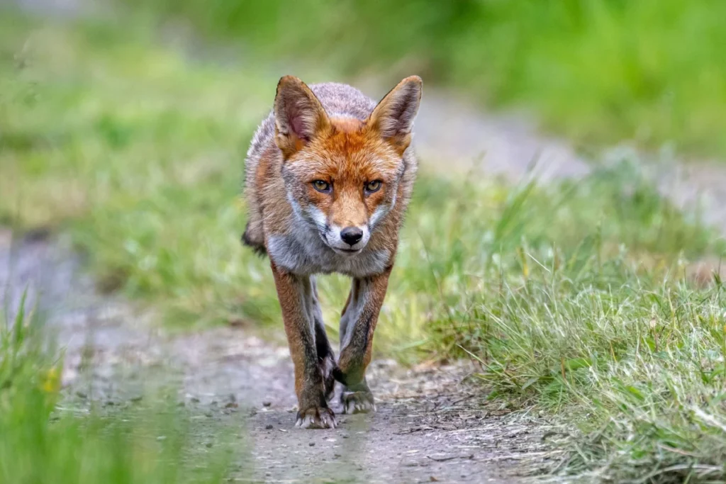fox-color-symbolism