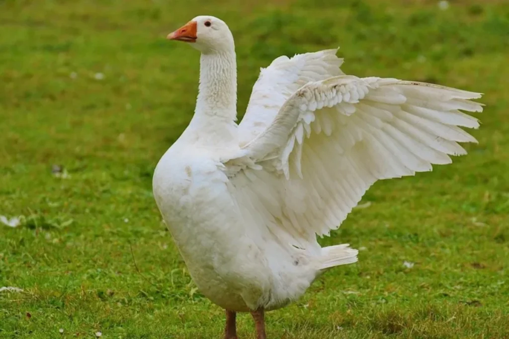 goose-power-animal-meaning