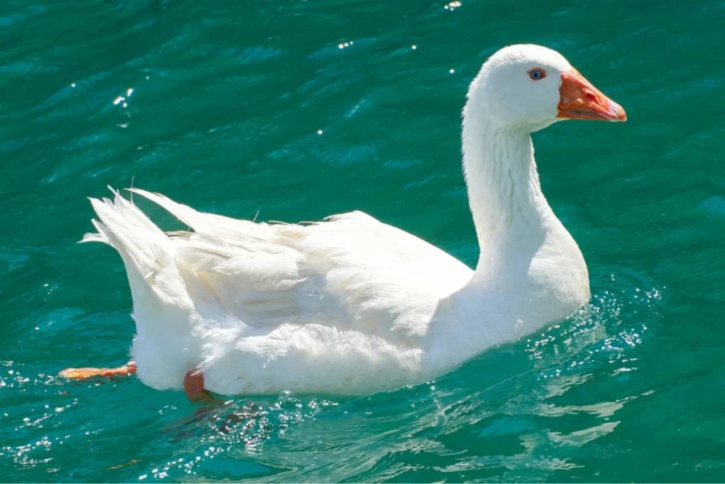 goose-symbolism