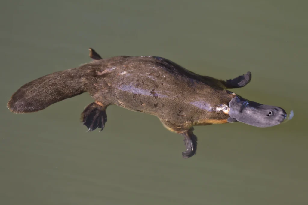 platypus-in-dreams-what-does-it-mean
