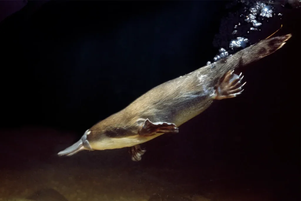 platypus-symbolism