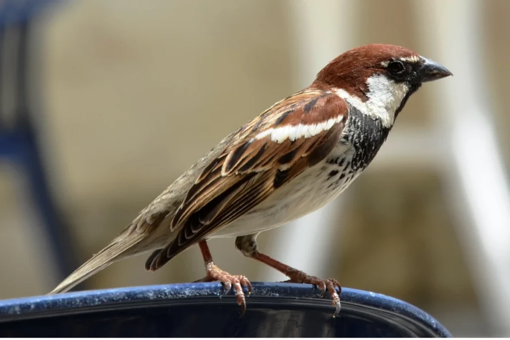 practical-reasons-a-sparrow-enters-your-house
