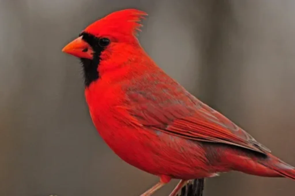 red-cardinal-spiritual-meaning