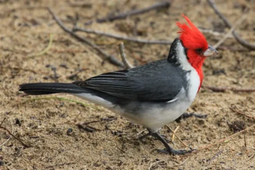 red-cardinal-spiritual-meaning-after-losing-someone