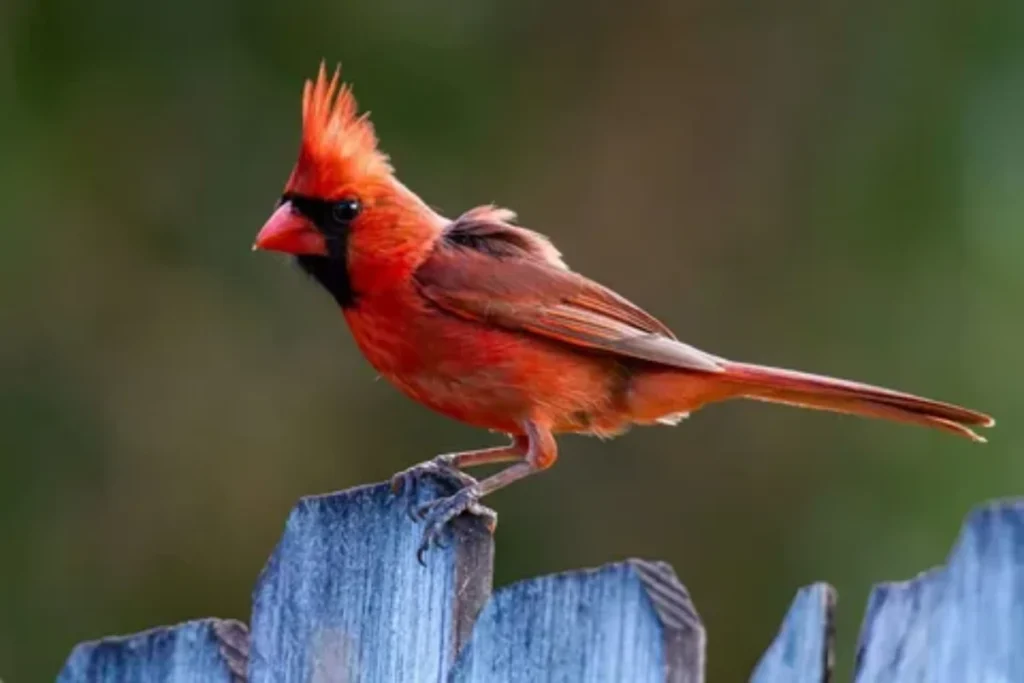 red-cardinal-spiritual-meaning-in-the-bible