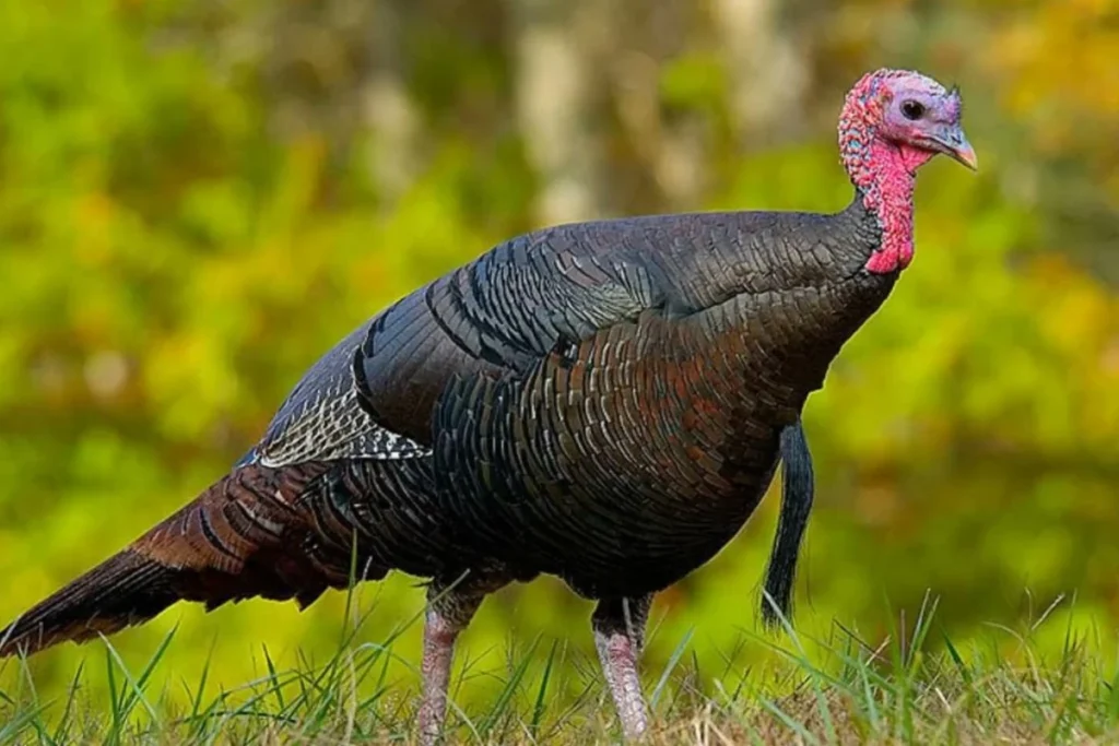 sacred-symbolism-behind-turkey-encounters