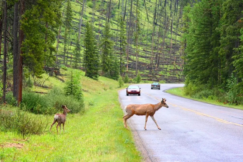 seeing-a-deer-in-your-path-at-different-times-of-day