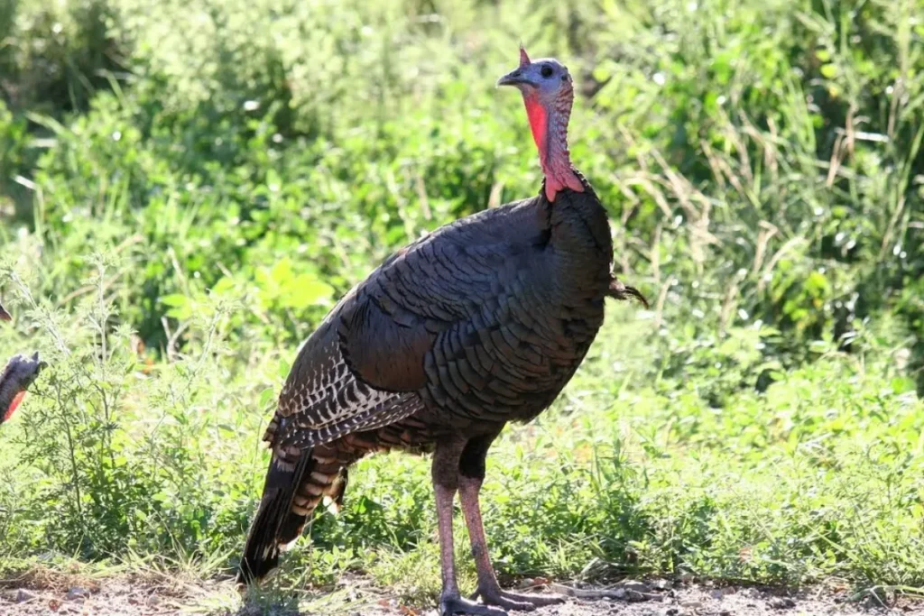 seeing-a-turkey-in-a-dream
