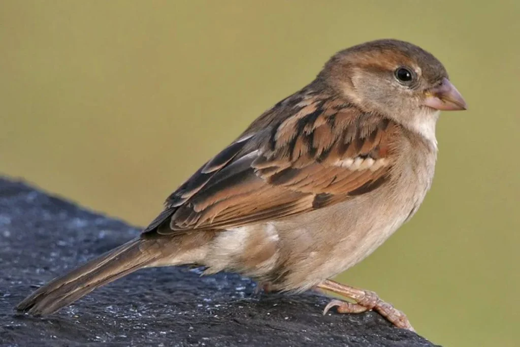 sparrow-entering-house-meaning-in-hinduism