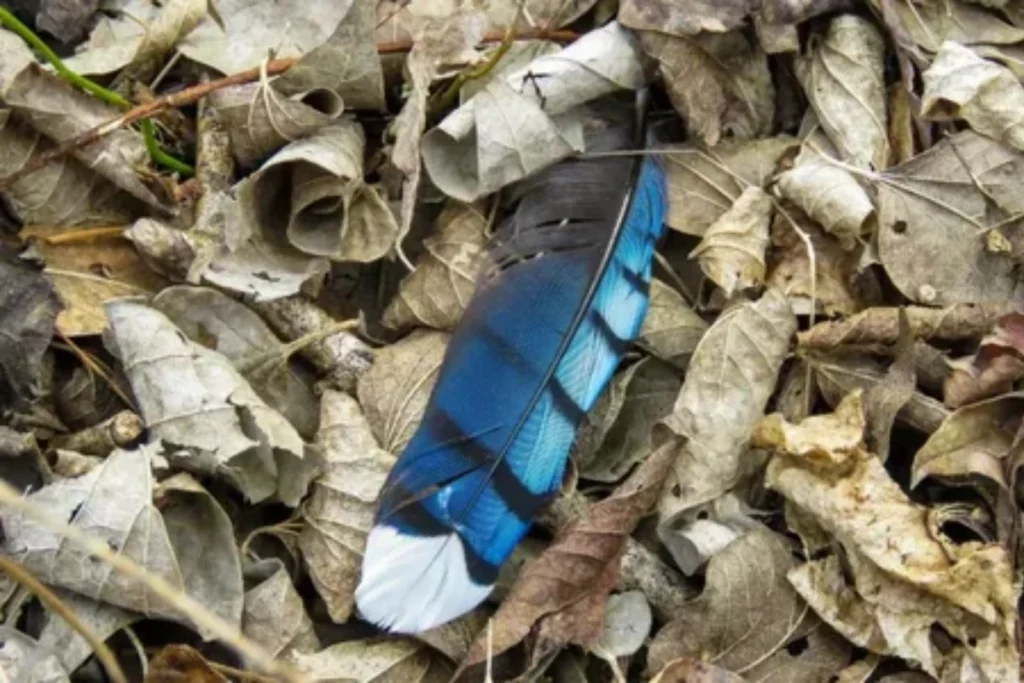 spiritual-meaning-of-a-blue-jay-feather