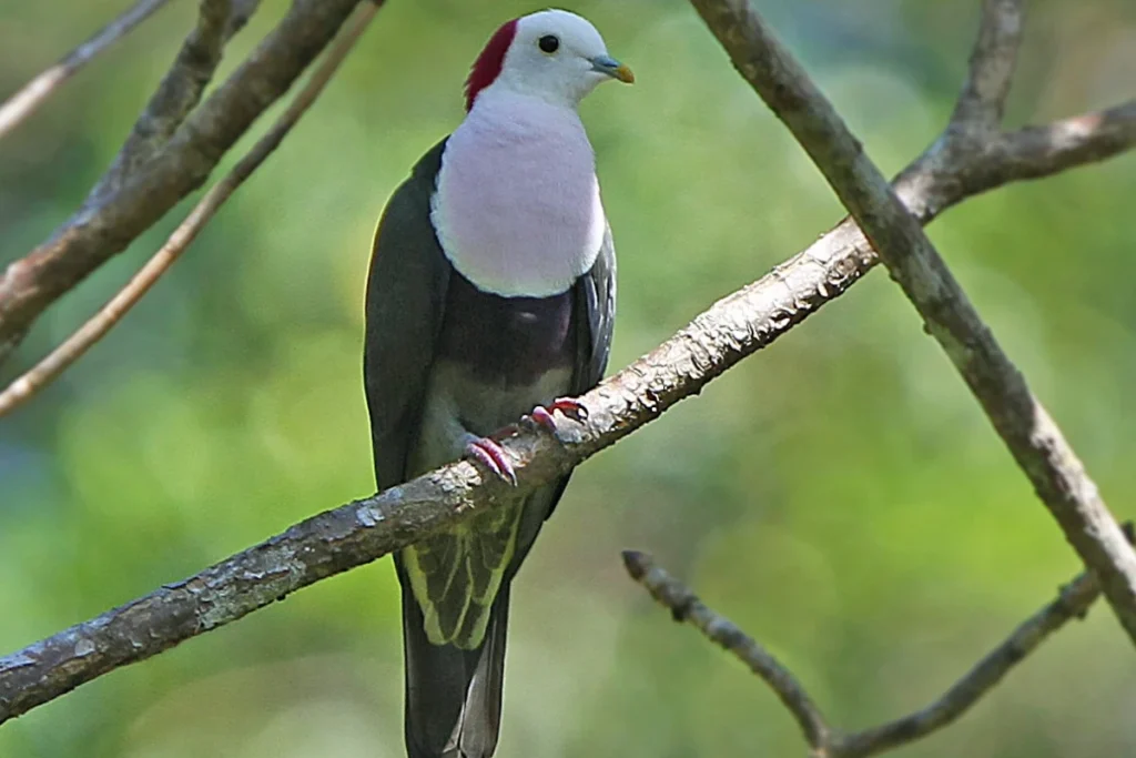 spiritual-meaning-of-a-white-dove