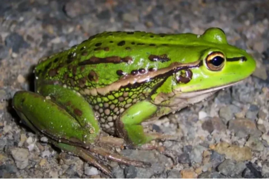 spiritual-meaning-of-dream-frogs
