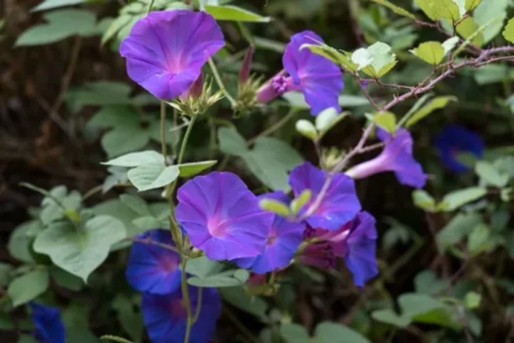 spiritual-meaning-of-morning-glory