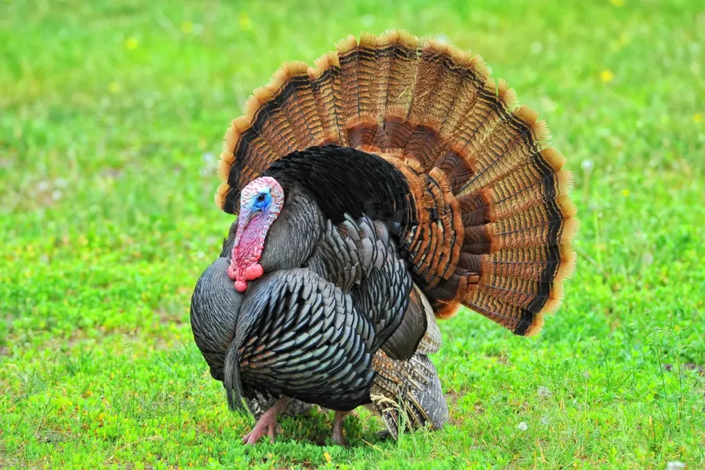 spiritual-meaning-of-turkey-crossing-your-path