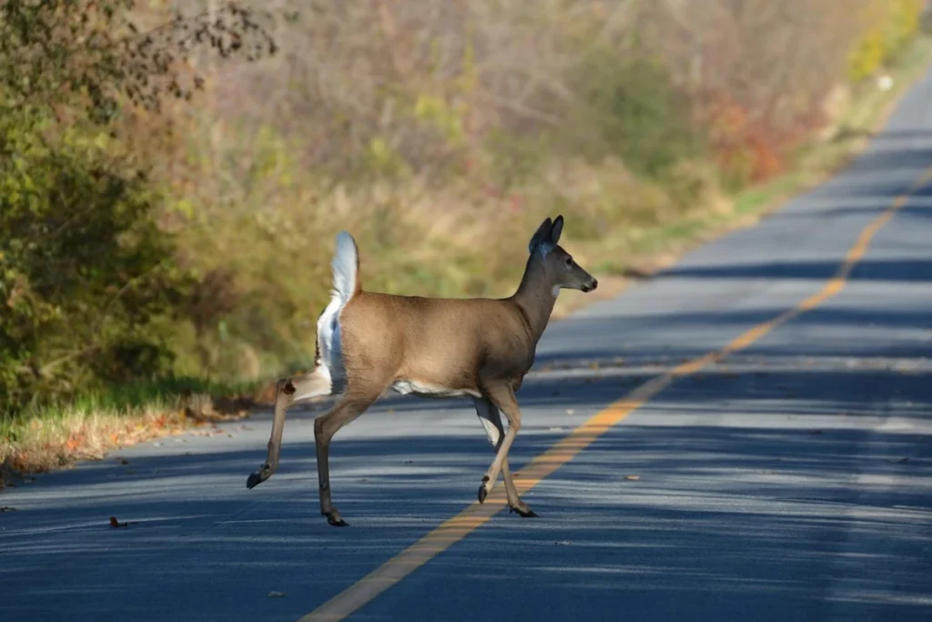 spiritual-meanings-of-a-deer-in-your-path