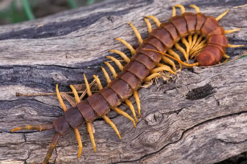 spiritual-meanings-of-centipede