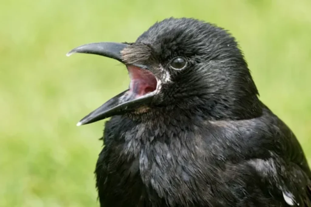 spiritual-meanings-of-crows-cawing-in-the-morning