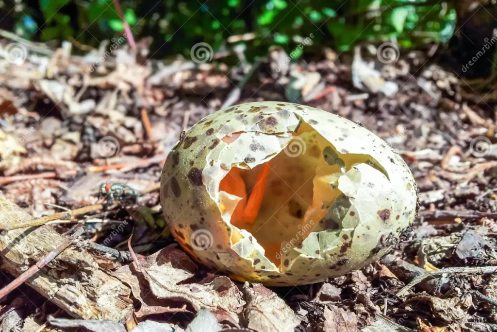 spiritual-meanings-of-finding-a-broken-bird-egg
